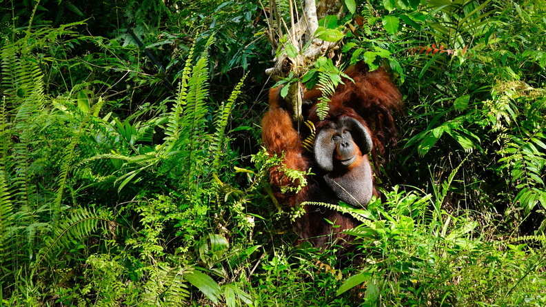 A rescued male Orangutan (Pongo) sits on a sanctuary island surrounded by a river, Indonesia